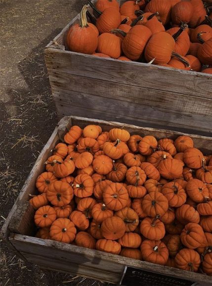 Capturing The Aesthetics Of The Fall Season Harvest Pumpkins Fab