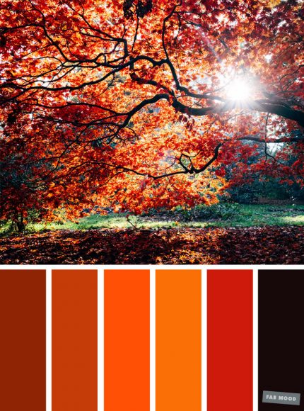 59 Pretty Autumn Color Schemes { Orange Autumn Color Scheme }