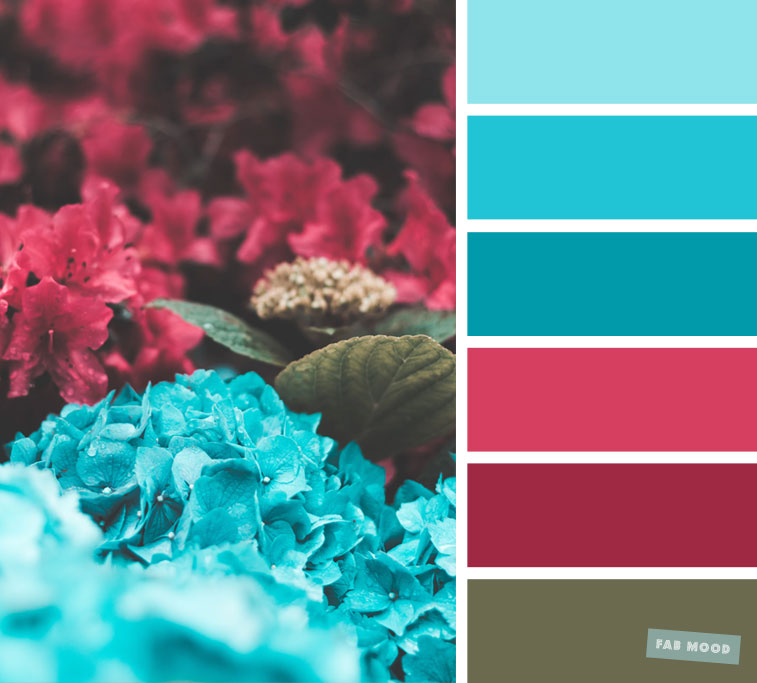 Dark Pink and Blue hydrangea Color Scheme