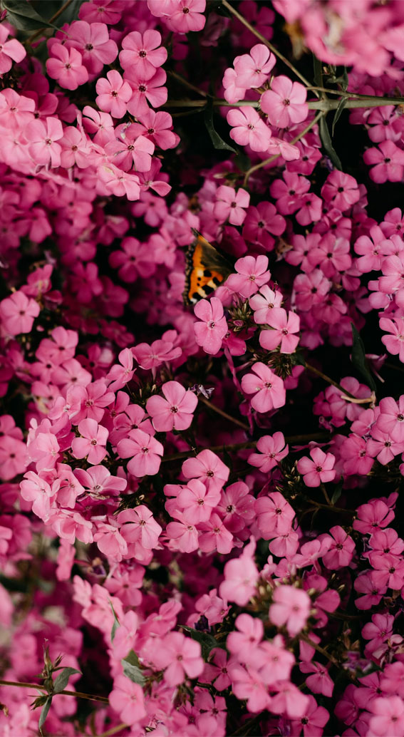 background photos spring
