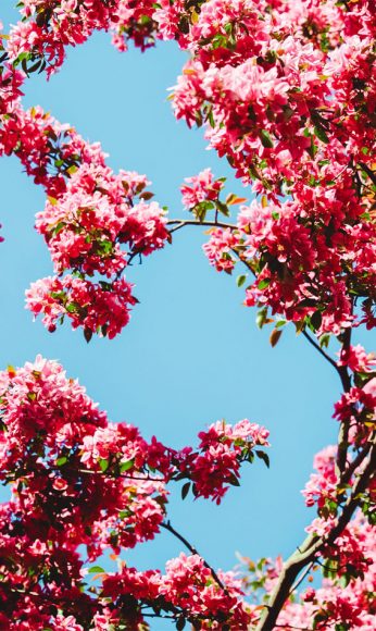 Spring Aesthetic Wallpaper - Cute Spring Background for Phone