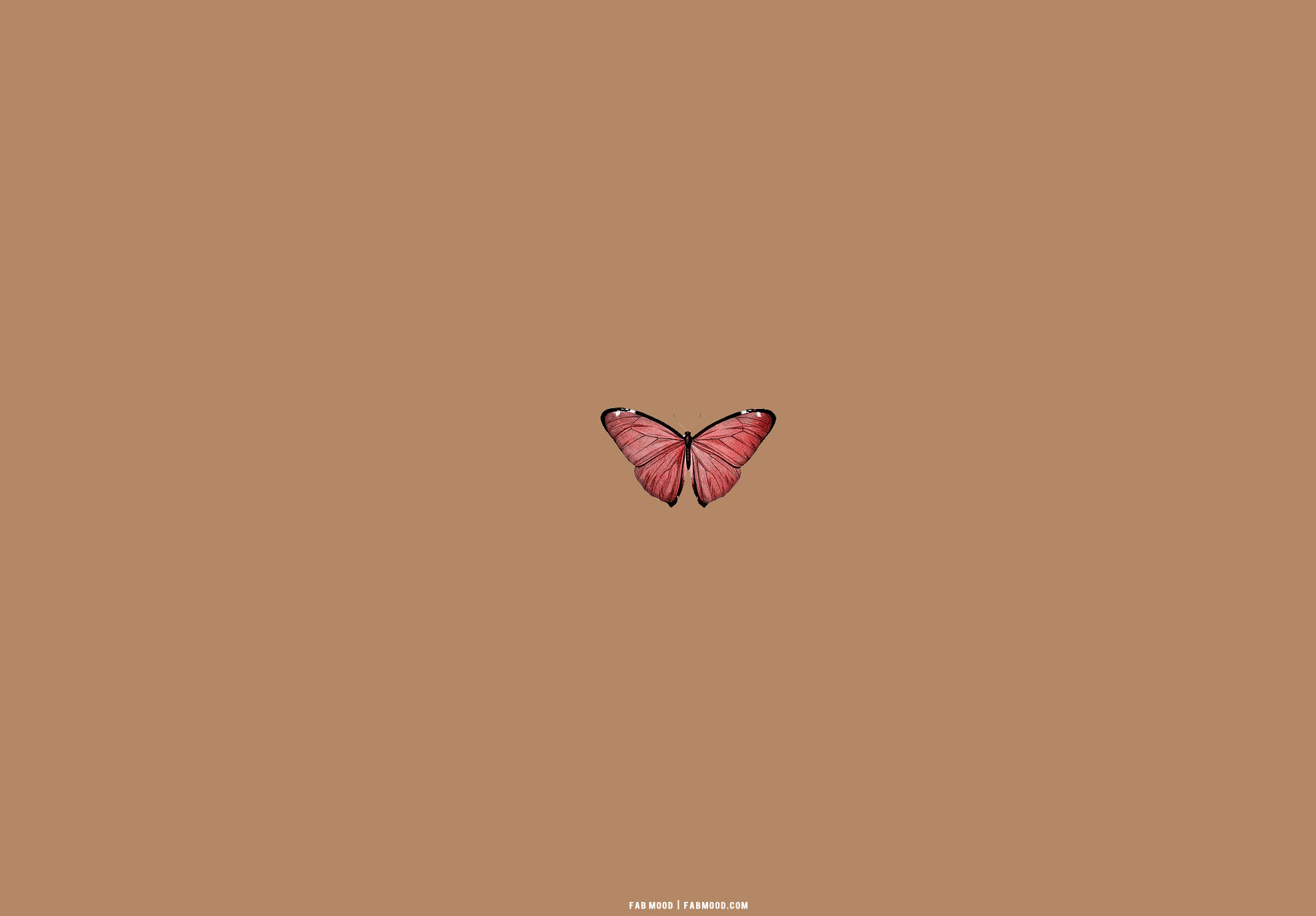 Red butterfly  Wallpaper
