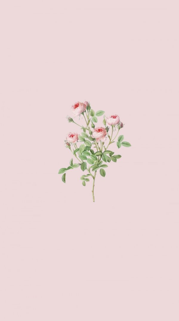 20 Cute Spring Wallpaper for Phone & iPhone : Rose Wallpaper 1 - Fab ...