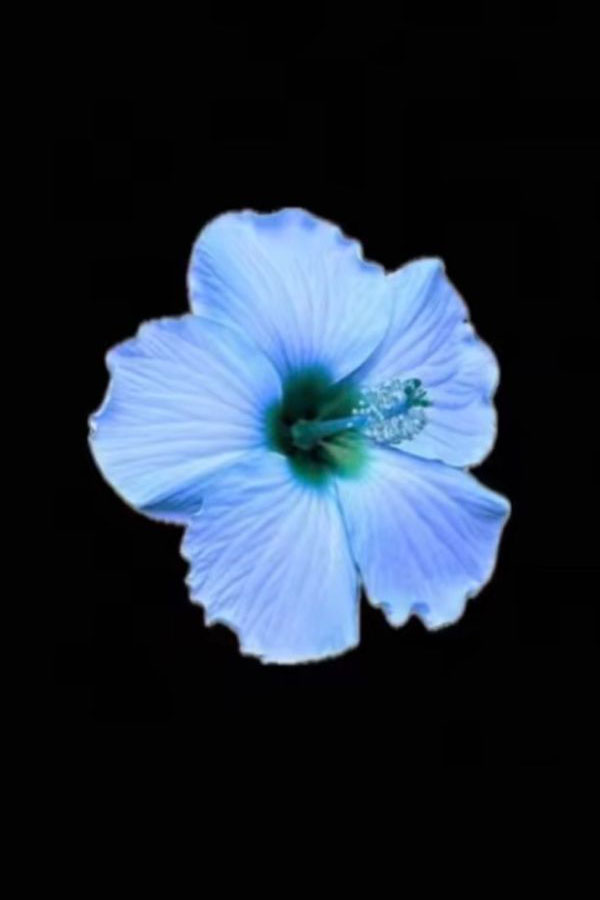 Blue Hibiscus Wallpaper for iPhone, Blue Hibiscus flower