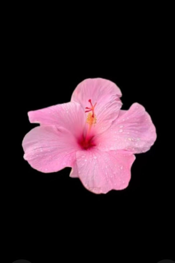 Pink Hibiscus Wallpaper for iphone, Pink Hibiscus tropical flower